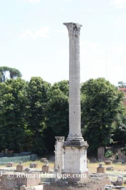 Focas-s Column columna